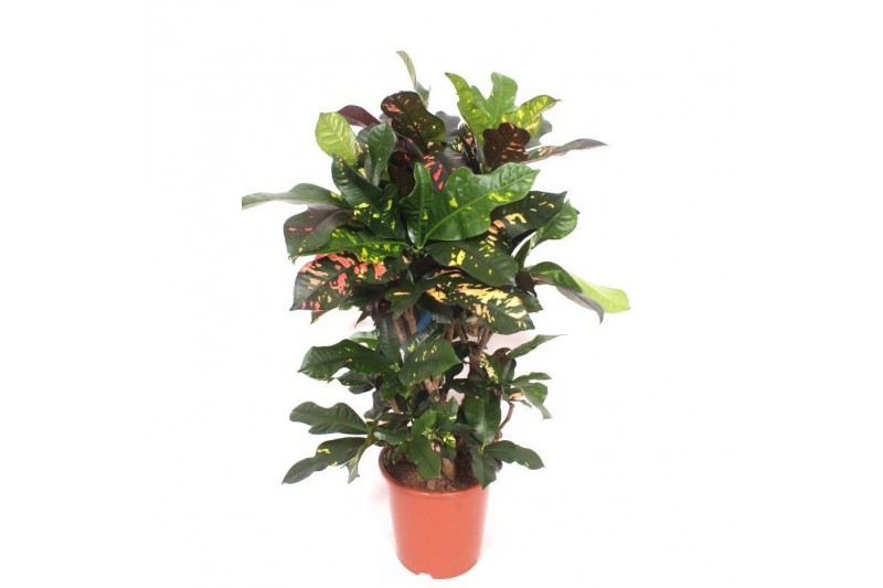 Codiaeum variegatum Codiaeum Magnificent (Croton Magnificent)1 pp 