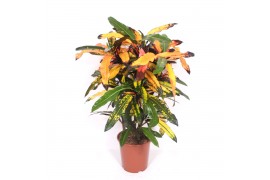 Codiaeum variegatum Codiaeum Mango (Croton Mango)1 pp