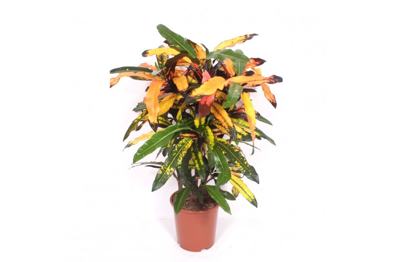 Codiaeum variegatum Codiaeum Mango (Croton Mango)1 pp 
