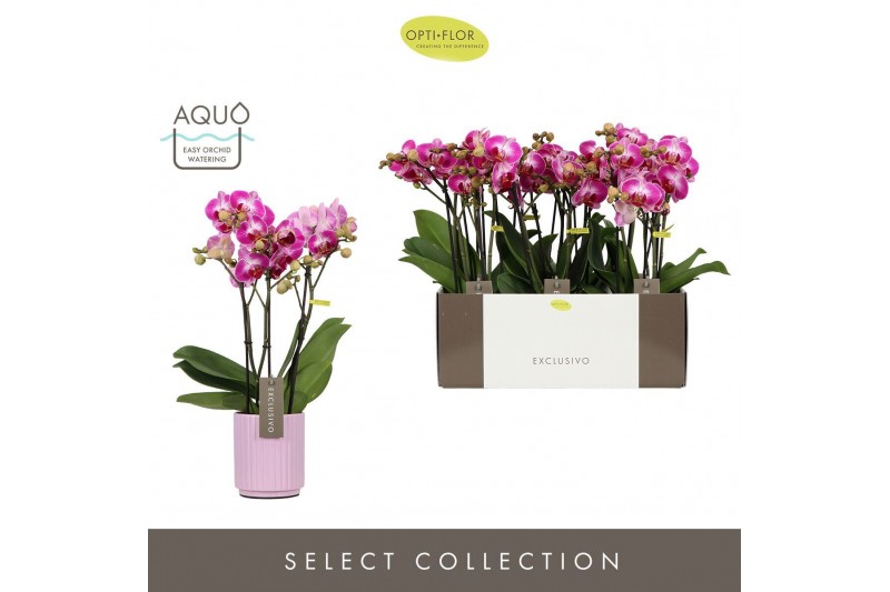 Phalaenopsis multiflora roze Exclusivo Bing 3 spike in Molise Lilac Aq 