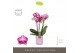 Phalaenopsis multiflora roze Exclusivo Bing 3 spike in Molise Lilac Aq 