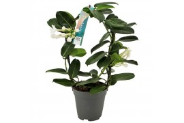 Stephanotis floribunda Stephanotis boog 1-2 tros p1212 per plant
