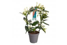 Stephanotis floribunda Stephanotis boog 11-12 tros p12per plant