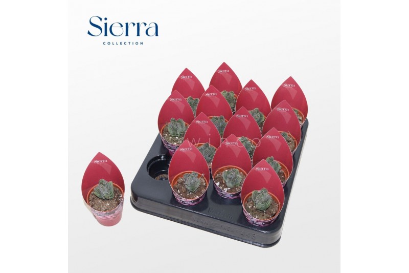 Crassula Crassula Buddhas Temple (Sierra) 