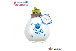 Hippeastrum gewaxt No Water Flowers Waxz® Delfts Blauw Tulip2 tak/plnt