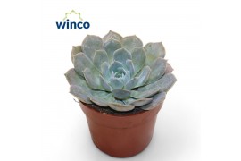 Echeveria Echeveria Grey Prince1 bl.