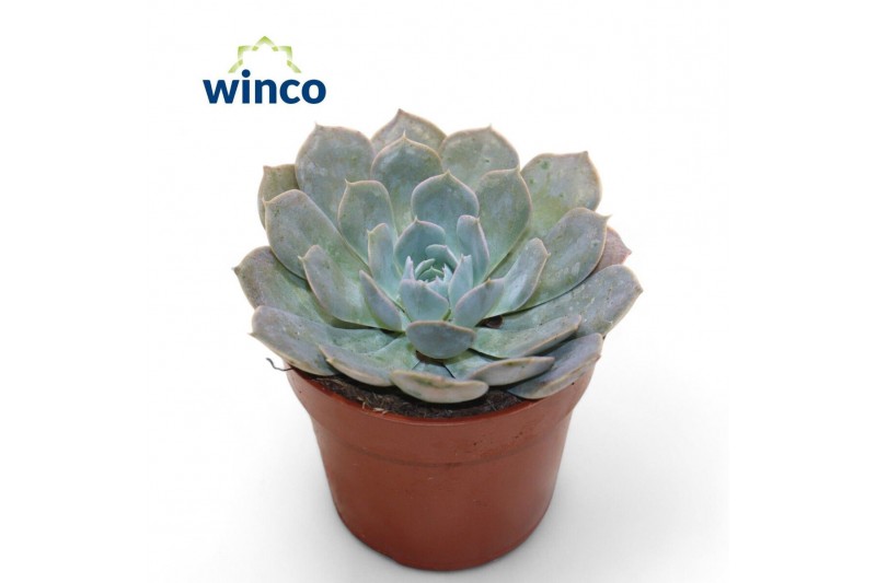 Echeveria Echeveria Grey Prince1 bl. 