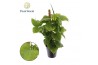 Philodendron Philodendron fibraecataphyllum Mosstok 3 pp