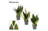 Sansevieria trifasciata Sansevieria Super mix 14 cm (Decorum)