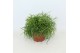 Rhipsalis baccifera oasis Rhipsalis cassutha Oasis p10,5 zonder kweker 