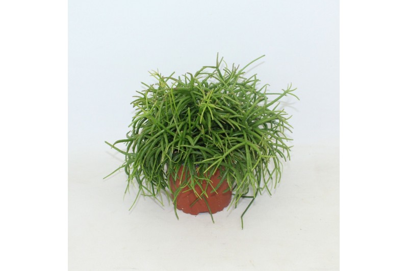 Rhipsalis baccifera oasis Rhipsalis cassutha Oasis p10,5 zonder kweker 