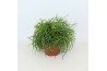 Rhipsalis baccifera oasis Rhipsalis cassutha Oasis p10,5 zonder kweker