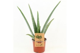 Aloe vera Aloe Vera P10,5