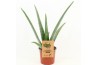 Aloe vera Aloe Vera P10,5