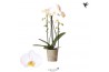 Phalaenopsis elegant cascade Phalaenopsis Natural Charm Cascade Niagar