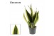 Sansevieria trifasciata futura superba Sansevieria Superba 14 cm (Deco 