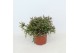 Rhipsalis burchellii Rhipsalis burchelli p10,5 zonder kwekersetiket 