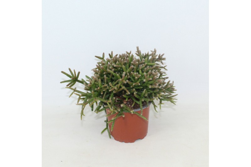 Rhipsalis burchellii Rhipsalis burchelli p10,5 zonder kwekersetiket 