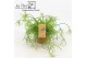 Rhipsalis baccifera oasis Rhipsalis cassutha Oasis P10,5 