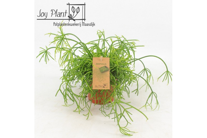 Rhipsalis baccifera oasis Rhipsalis cassutha Oasis P10,5 