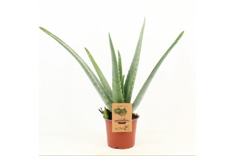 Aloe vera Aloe Vera P12 