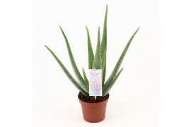 Aloe vera Aloe Vera P14