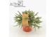 Rhipsalis baccifera subsp. horrida Rhipsalis horrida P10,5 