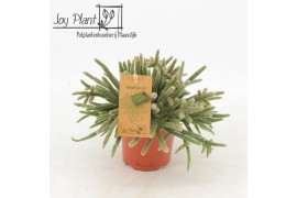 Rhipsalis baccifera subsp. horrida Rhipsalis horrida P10,5