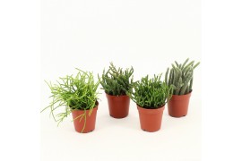 Rhipsalis mix Rhipsalis gemengd P5,5 mini
