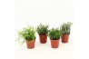 Rhipsalis mix Rhipsalis gemengd P5,5 mini