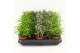 Rhipsalis mix Rhipsalis gemengd P5,5 mini 