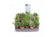 Rhipsalis mix Rhipsalis gemengd P5,5 mini 