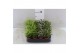 Rhipsalis mix Rhipsalis gemengd P5,5 mini 