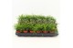 Rhipsalis mix Rhipsalis gemengd P5,5 mini 