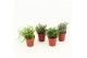 Rhipsalis mix Rhipsalis gemengd P5,5 mini 