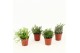 Rhipsalis mix Rhipsalis gemengd P5,5 mini 