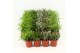 Rhipsalis mix Rhipsalis gemengd P5,5 mini 