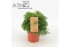 Rhipsalis Rhipsalis hatiora P10,5 