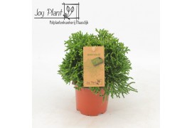 Rhipsalis Rhipsalis hatiora P10,5