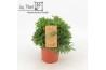 Rhipsalis Rhipsalis hatiora P10,5