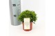 Rhipsalis Rhipsalis hatiora P10,5 