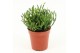 Rhipsalis Rhipsalis hatiora P5,5 mini 