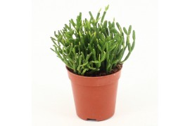 Rhipsalis Rhipsalis hatiora P5,5 mini