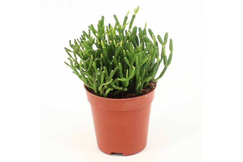 Rhipsalis Rhipsalis hatiora P5,5 mini 