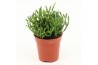 Rhipsalis Rhipsalis hatiora P5,5 mini