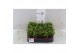 Rhipsalis Rhipsalis hatiora P5,5 mini 