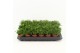 Rhipsalis Rhipsalis hatiora P5,5 mini 