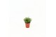 Rhipsalis Rhipsalis hatiora P5,5 mini 