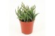 Rhipsalis burchellii Rhipsalis burchelli P5,5 mini 