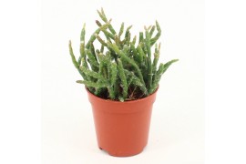Rhipsalis burchellii Rhipsalis burchelli P5,5 mini